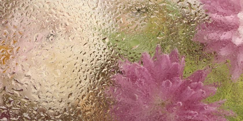 pink flowers behind a rain-speckled glass