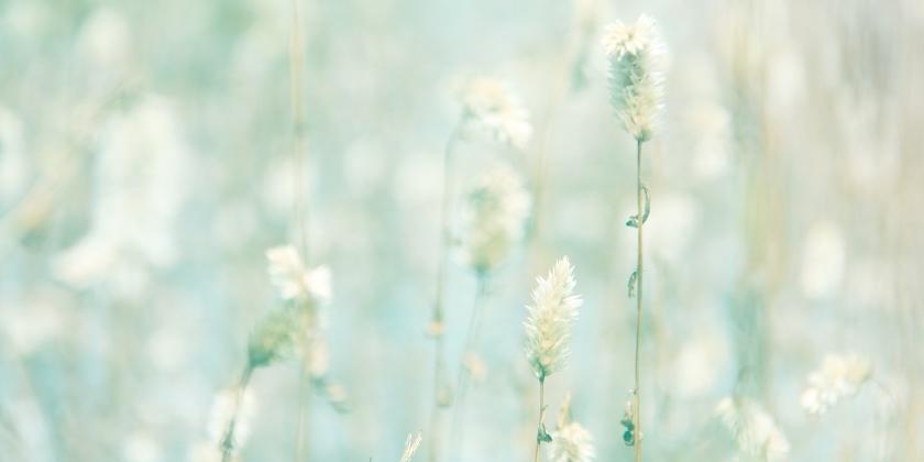 nature, pastel colours
