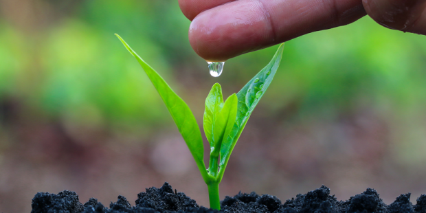 plante goutte nature agriculture tile 925x290